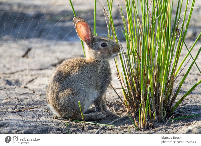 Wildkaninchen, Oryctolagus cuniculus, European rabbit coney Säugetier Säugetiere wild natur Tiere Natur Außenaufnahme Farbfoto Tierwelt Wildtier Nager Nagetier