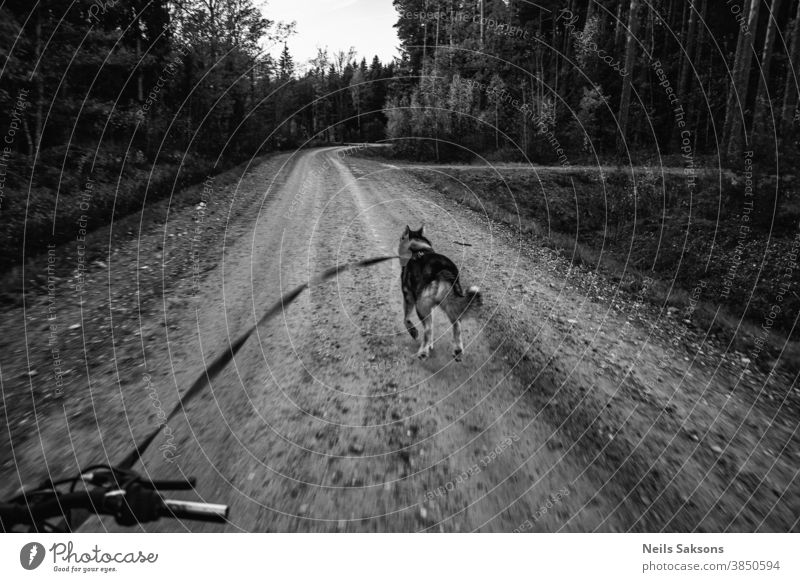 Sibirischer Schlittenhund zieht Fahrrad auf einsamer Waldschotterstraße Tier Eckzahn PKW Meisterschaft Wagen Konkurrenz wettbewerbsfähig durchkreuzen Überfahrt