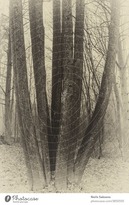 riesige Schwarzerlengruppe im lettischen Wald gefunden Erlen Herbst Hintergrund schön Biologie schwarz Ast Niederlassungen Kurve gekrümmt tot Depression