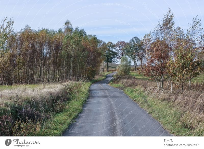 eine kleine Straße in Polen . Es ist Herbst ... poland autumn Wege & Pfade Blatt Baum Außenaufnahme Wald Menschenleer Farbfoto Umwelt herbstlich Herbstfärbung