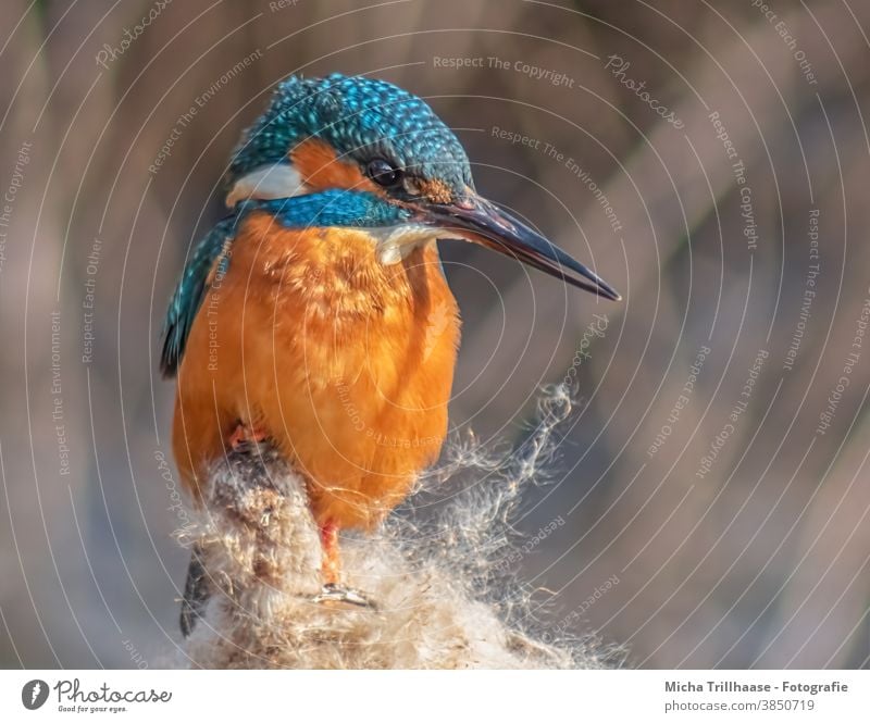 Eisvogel Porträt Alcedo atthis Kopf Auge Schnabel Federn Gefieder Flügel Tierporträt Vogel Wildtier Natur strahlen leuchtend Ganzkörperaufnahme Vorderansicht