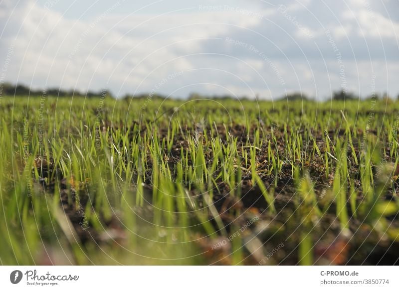 Feld voller Sprösslinge feld agrar anbau Pflanze junge pflanze Trieb Keim gewächs Ackerbau Gras neu wachsen getreide saat