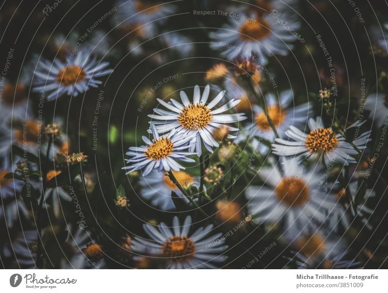 Blumen in der Abendsonne Blüten Blütenblätter Blütenmeer Blätter Stiele Stengel Dämmerung Morgen Pflanze Natur Nahaufnahme Makroaufnahme leuchten strahlen