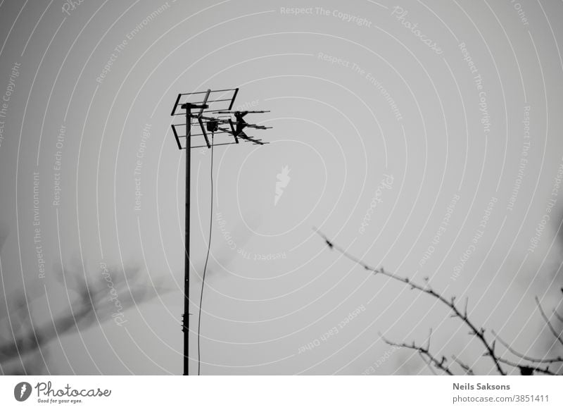 TV-Antenne auf Himmelshintergrund mit einigen Baumzweigen blau Fernsehen FERNSEHER Draht Natur weiß Technik & Technologie Mitteilung mit Stacheln versehen