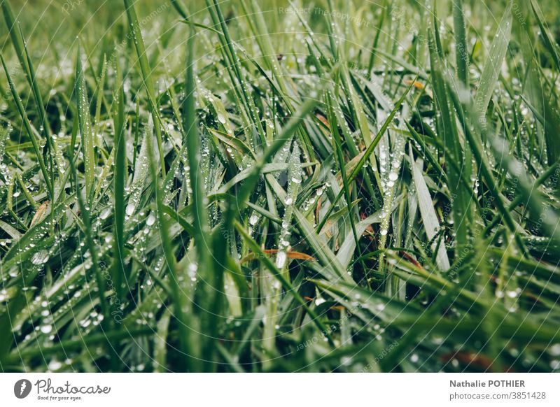 Grünes Gras mit Wassertropfen grün Wiese Halm Makroaufnahme Nahaufnahme nass Außenaufnahme Morgen Regen Natur Garten frisch Farbfoto Pflanze natürlich