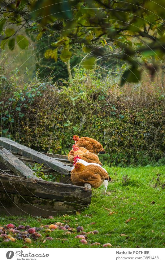 Hühner und Hahn im Garten aufgereiht Pute garde Tier Hähnchen Bauernhof Federvieh Ackerbau Farbfoto Tierporträt Nutztier Natur Außenaufnahme Landwirt Hühnerfarm