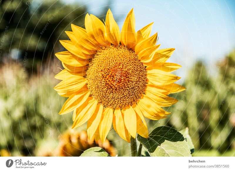 lass die sonne in dein herz Blühend gelb Kontrast Farbfoto Pflanze Außenaufnahme Sommer Duft duftend Frühling Natur wunderschön blühen Blüte Blume leuchtend