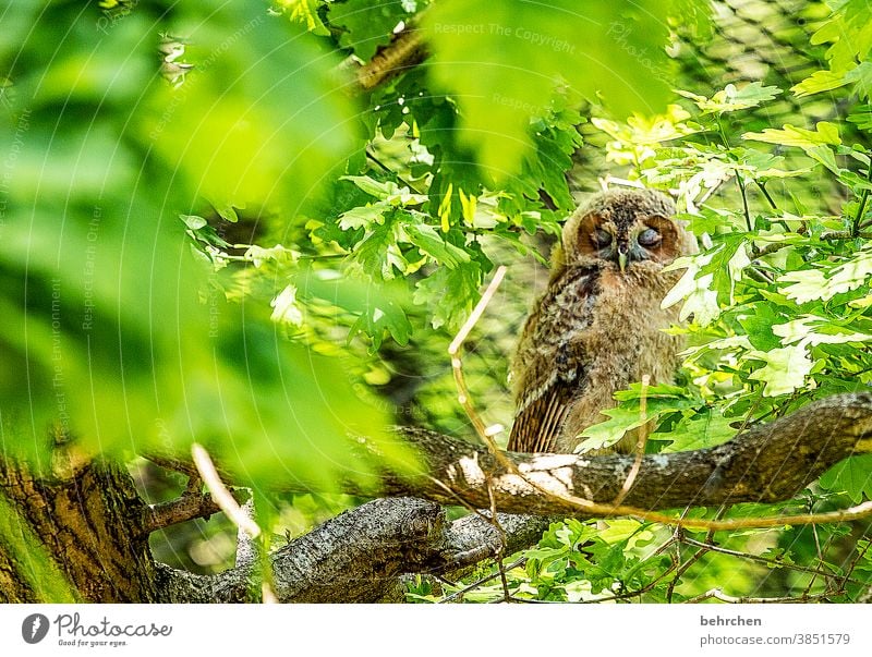 so müd Wald Eule Uhu Vogel Blätter Baum schlafen müde Natur ausruhen Federn Ast Zweige u. Äste Stamm Baumstamm Tier Wildnis Kauz Wildtier Tierporträt