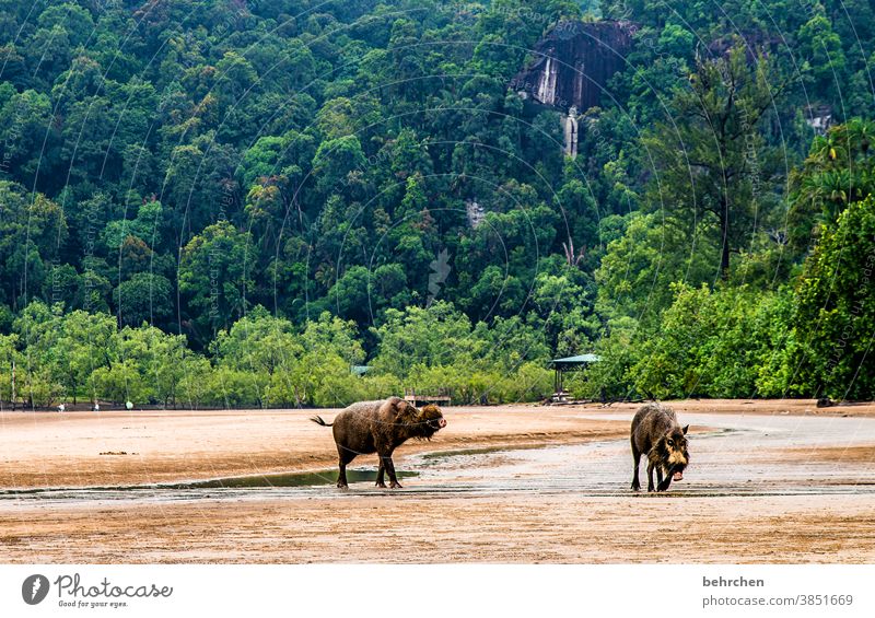 schweinerei Küste Sarawak Regenwald Strand Landschaft traumhaft Wasser Meer Ozean wunderschön Umweltschutz Asien Ferien & Urlaub & Reisen Ferne fantastisch