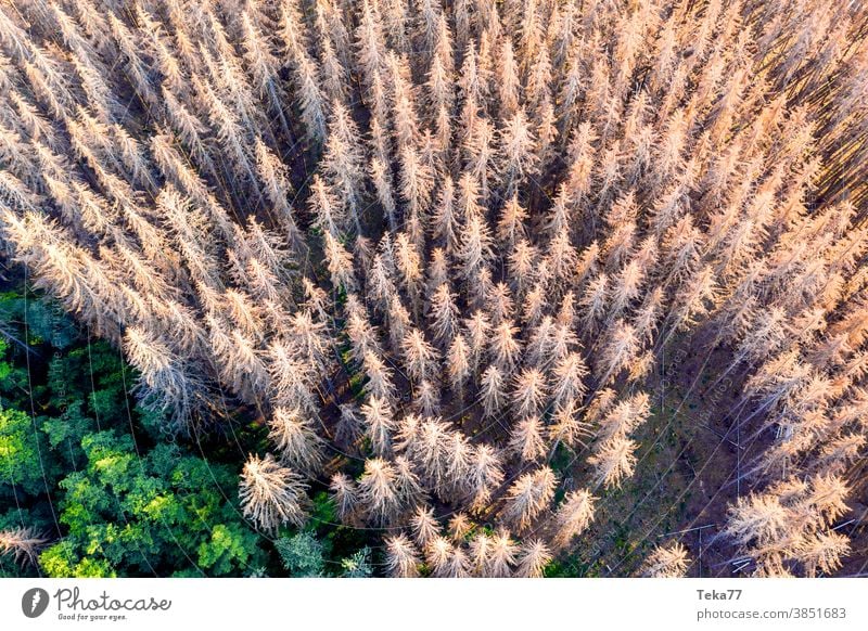 ein toter Wald von oben Toter Wald heißer Wald Klimawandel Borkenkäfer Baum tote Bäume Toter Wald von oben Sonne sonnig grün