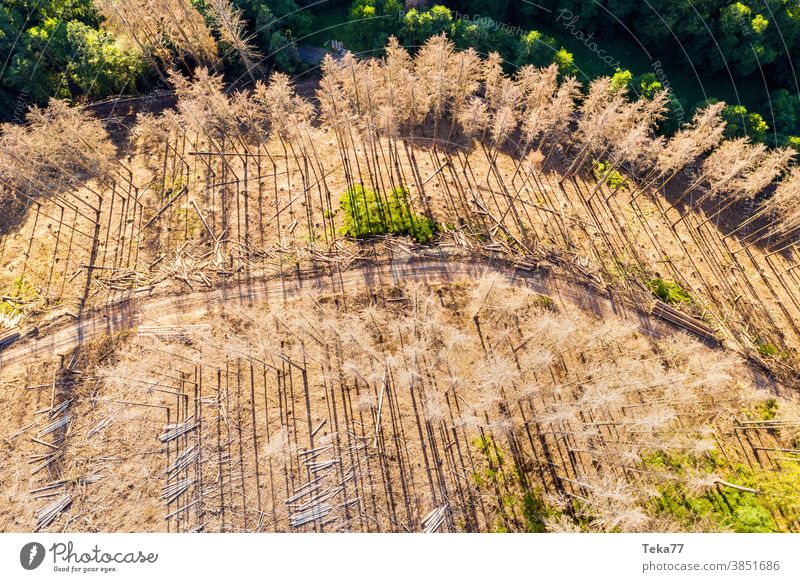 ein toter Wald von oben Toter Wald heißer Wald Klimawandel Borkenkäfer Baum tote Bäume Toter Wald von oben Sonne sonnig grün