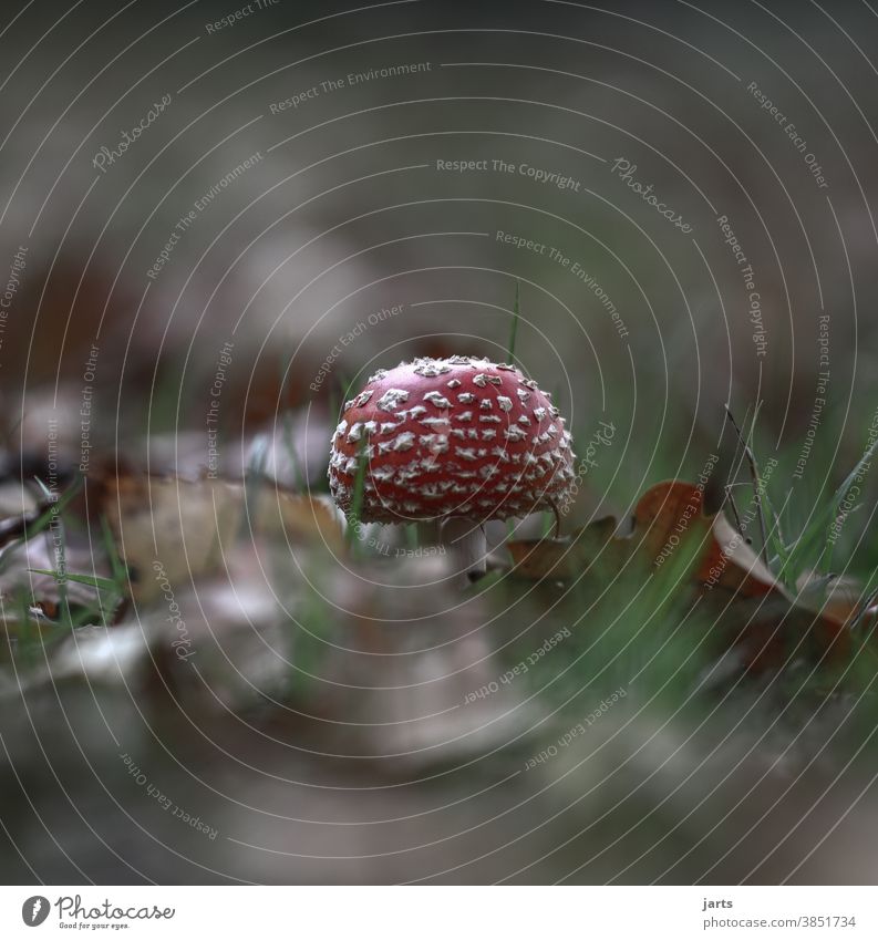 Fliegenpilz Herbst giftig natur Wald Blätter Laub Außenaufnahme herbstlich Herbstfärbung Herbstlaub Menschenleer Umwelt