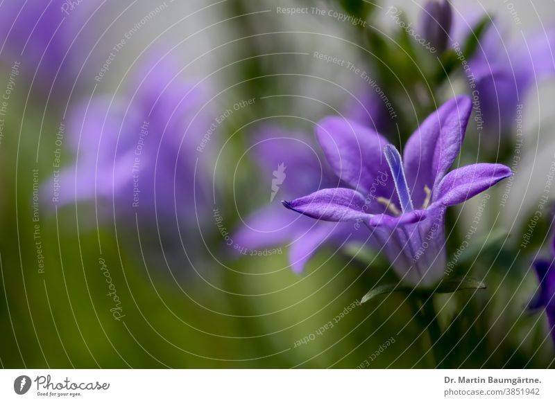 Polsterglockenblume, Dalmatiner Glockenblume, Campanula portenschlagiana, Nahaufnahme einer Einzelblüte winterhart Steingartenpflanze Blüte Pflanze