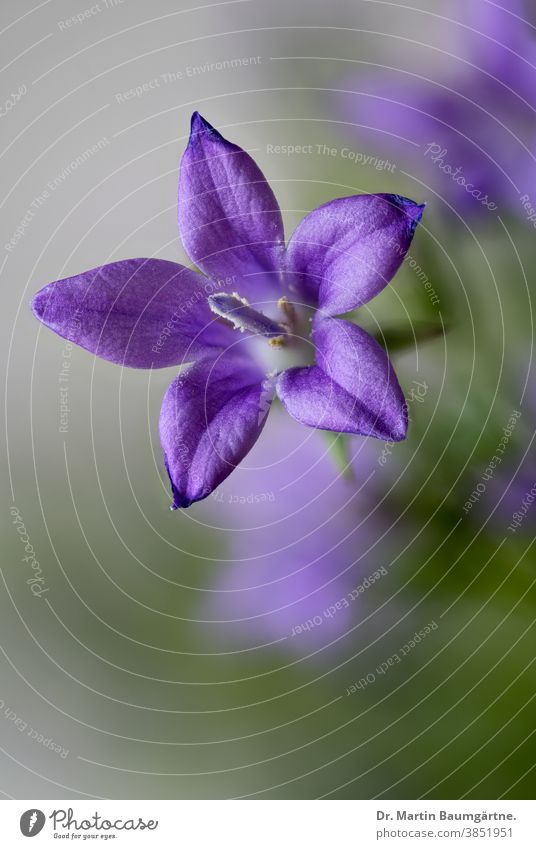 Polsterglockenblume, Dalmatiner Glockenblume, Campanula portenschlagiana, Nahaufnahme einer Einzelblüte winterhart Steingartenpflanze Blüte Pflanze