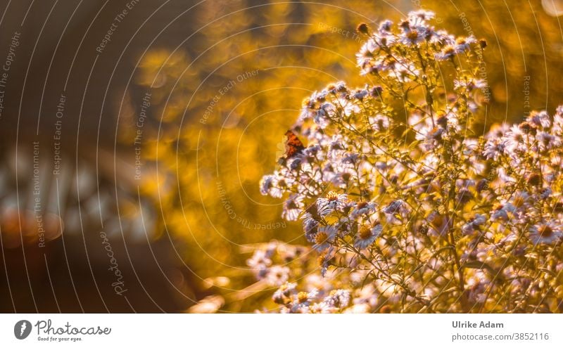 Herbst-Astern im Sonnenlicht. Sehr weiches Bokeh durch Aufnahme mit Altglaslinse Schwache Tiefenschärfe Gegenlicht Textfreiraum oben Textfreiraum links