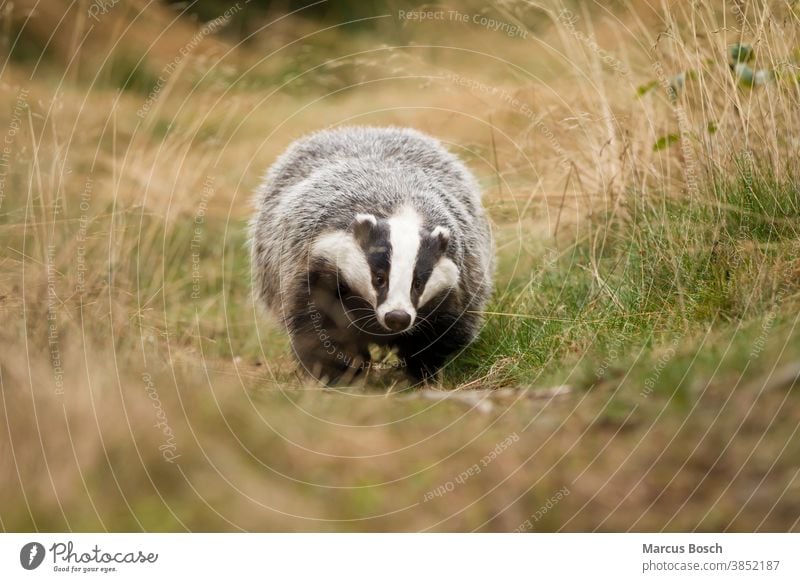 Dachs, Meles meles, Europäischer Dachs Marder Raubtiere Wald Wiese europaeischer gestreift schwarz weiss Stufe Tiere säugetier Säugetiere herbst Laufen rennen