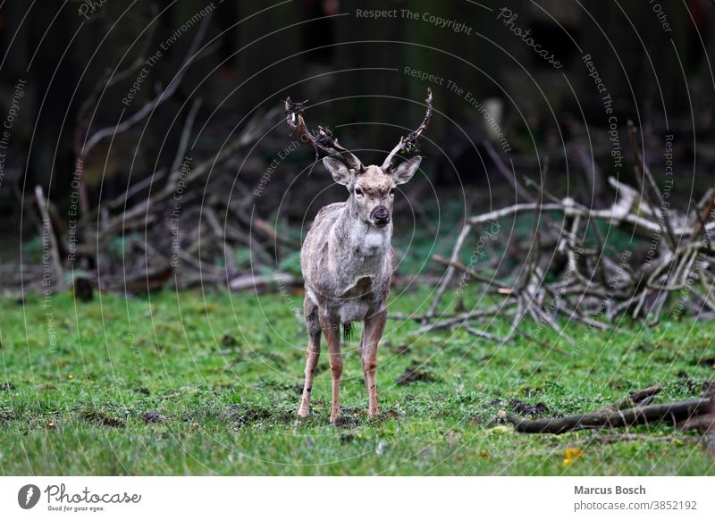 Damhirsch, Dama dama, fallow deer Hirsch Rotwild Säugetiere Natur Tier Außenaufnahme Wald Jagd Hirsche Tierwelt männchen geweih Wiese grün