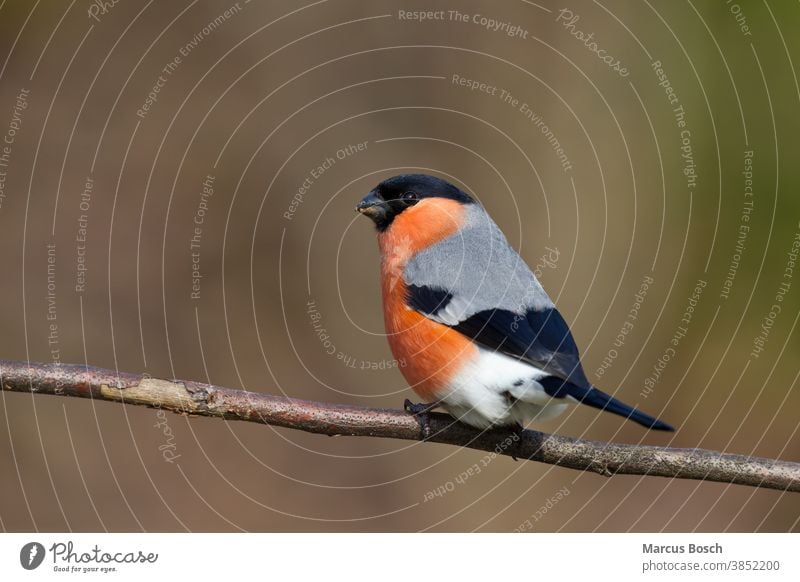 Gimpel, Pyrrhula pyrrhula, Eurasian bullfinch common bullfinch or bullfinch Vogel Singvogel maennchen rot ast sitzen Blutfink Fink Finken Tier Vögel Tiere