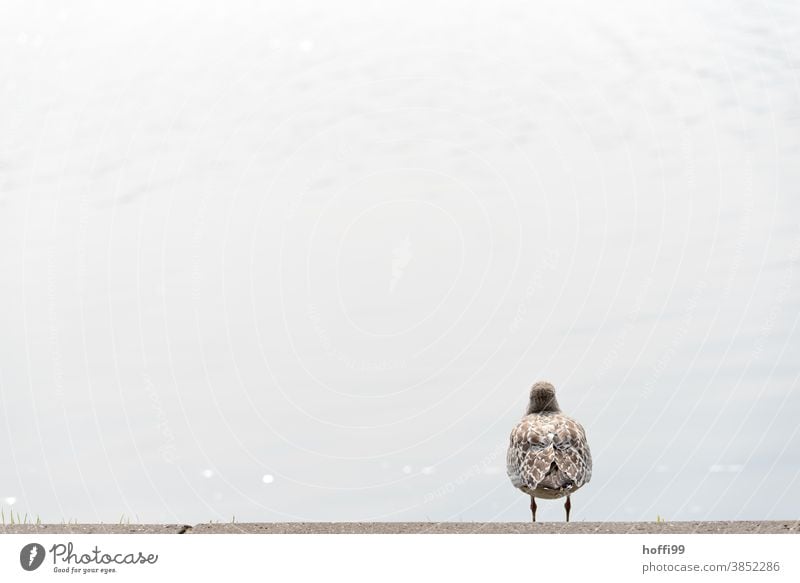 die Möwe schaut auf das auflaufende Wasser Möwenvögel Larus dominikanus Tierporträt Wildtier Blick Mantelmöwe Dominikanermöwe Panorama (Aussicht) Licht Nordsee