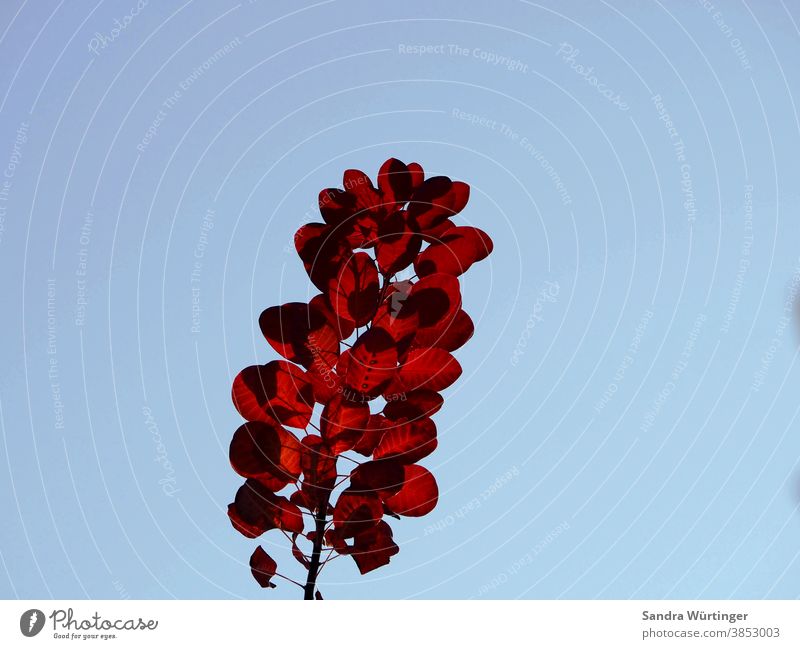 Rote Herbstblätter vor klarem blauen Himmel herbst Herbstfarben Herbstlaub Natur natürlich baum Detailaufnahme Blatt Blätter Jahreszeit Farben Farbfoto Wandel