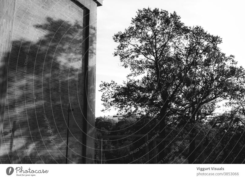 Schöner Baum in der Mitte der Stadt Natur Schwarzweißfoto Schatten dramatisch Schweden Stockholm