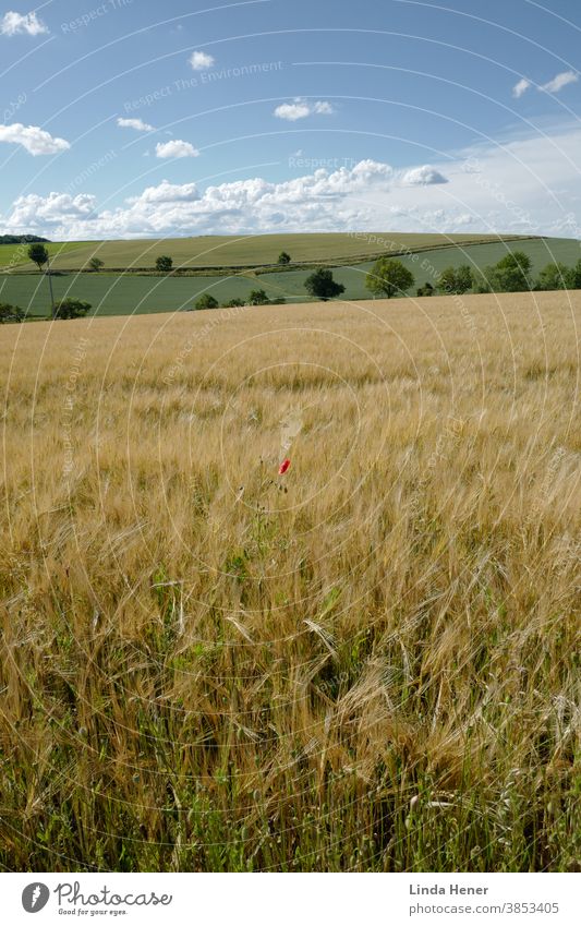 Die goldenen und farbenprächtigen Felder im Sommer Landwirtschaft Getreide Ernte Ähren Korn Kornfeld Getreidefeld Nutzpflanze Ackerbau Ernährung Pflanze