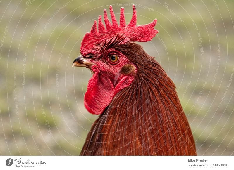 Hahn Hahnenkamm Geflügel Hühner Portrait Tier Tierporträt Tierliebe Bauernhof