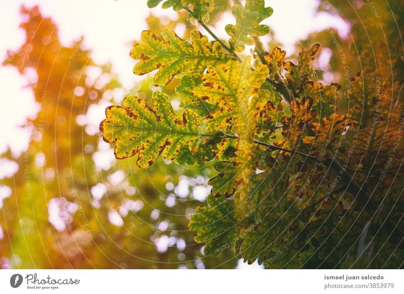 Herbstblätter und Sonnenlicht im Herbst, Herbstfarben Blätter Herbstlaub grün grüne Farbe grüne Blätter braun braune Farbe braune Blätter Licht orange Farbe