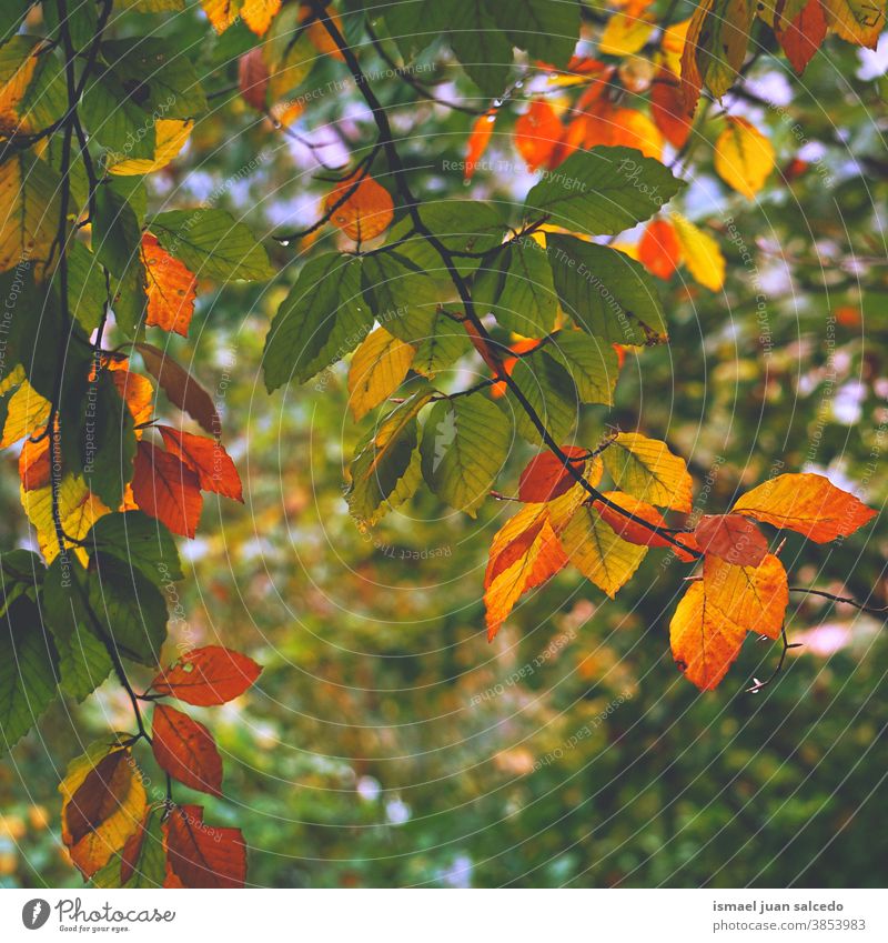 Herbstblätter in der Natur in der Herbstsaison, Herbstfarben Blätter Blatt Farben mehrfarbig gelb gelbe Blätter braun braune Blätter grün grüne Blätter Wald