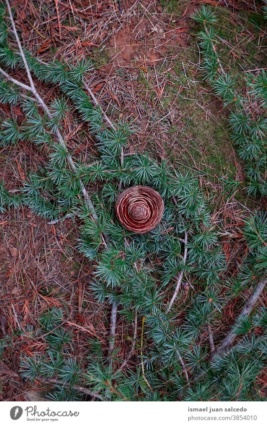 Kiefernblätter und Kiefernzapfen in der Natur in der Herbstsaison, Herbstfarben Blätter Blatt braun trocknen Boden natürlich texturiert im Freien Hintergrund