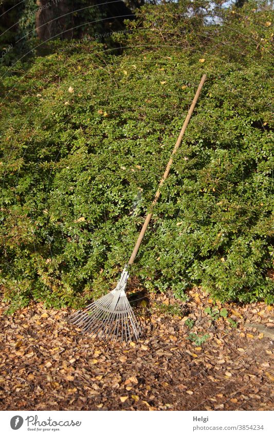 warten auf den Einsatz - Laubrechen lehnt an einer grünen Hecke, bereit, um das Laub auf dem Boden wegzuharken Harke Rechen Laubharke Laubbesen Herbst Blätter