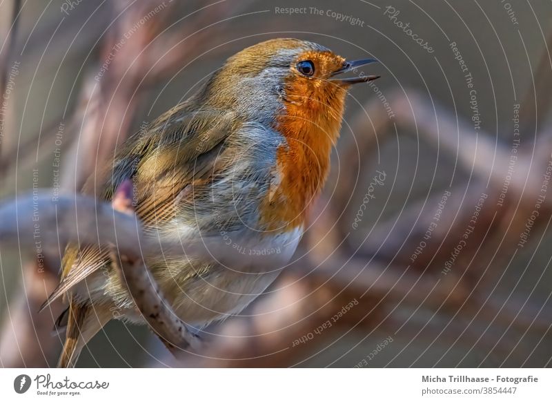 Singendes Rotkehlchen Erithacus rubecula Tiergesicht Kopf Schnabel Auge Feder gefiedert Flügel Vogel singen Gezwitscher Kommunizieren trällern Nahaufnahme