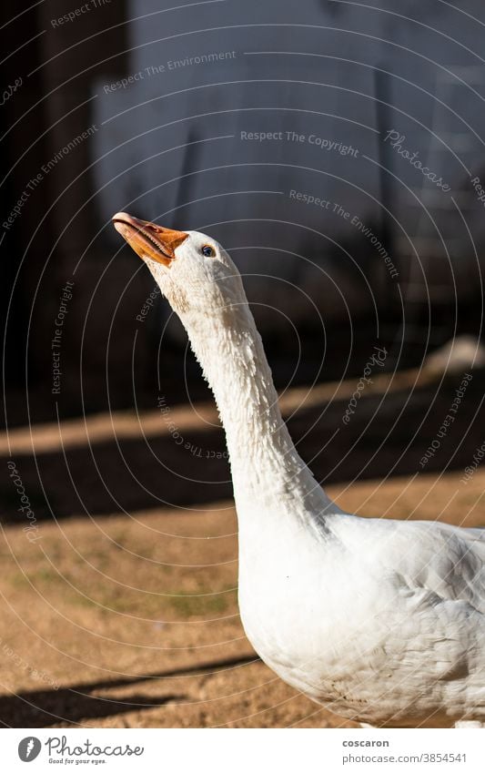 Hausgans auf einem Bauernhof Ackerbau Tier Tiermotive Hintergrund Schnabel schön Vogel Vögel Nahaufnahme Landschaft Detailaufnahme heimisch Haustier