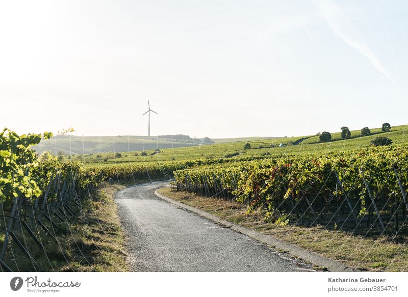 Erneuerbare Energien Handschuh in den Weinbergen Windrad Natur Berge Sommer Weg wein Landschaft