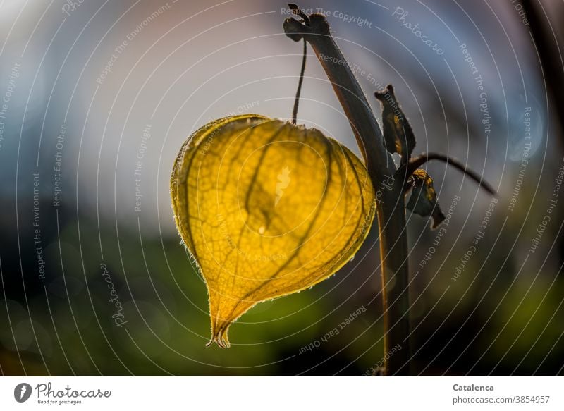 Eine gelber Lampion leuchtet am Abend Design Vergänglichkeit Herbst Garten Frucht Samen vertrocknen Lampionblume Physalis Pflanze Flora Natur hängen leuchten