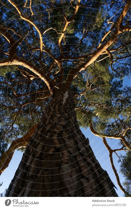 Blick auf eine Pinie von unten bei Sonnenuntergang im Pinienwald von Lillo. Spanien Kiefer Wald Natur natürlich Landschaft Baum Bäume Kofferraum grün Gras