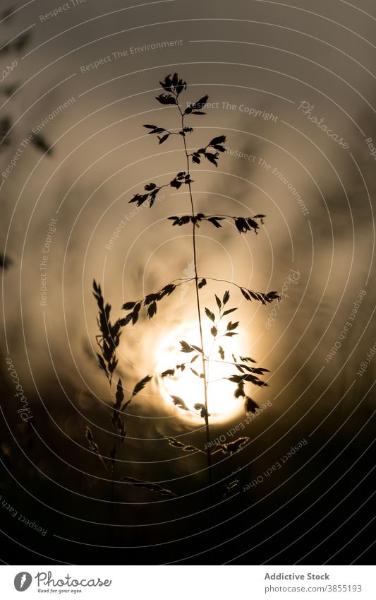 Wild Grass In Bloom In Warm Sunset Licht grün Frühling Landschaft Natur natürlich Weide Sonnenuntergang Sonnenlicht Silhouette Silhouetten golden Unschärfe wild