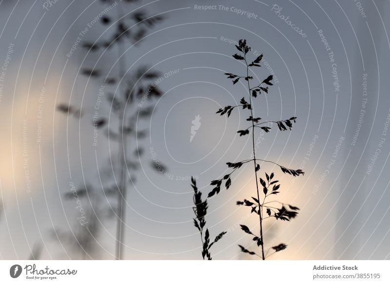 Wild Grass In Bloom In Warm Sunset Licht grün Frühling Landschaft Natur natürlich Weide Sonnenuntergang Sonnenlicht Silhouette Silhouetten golden Unschärfe wild