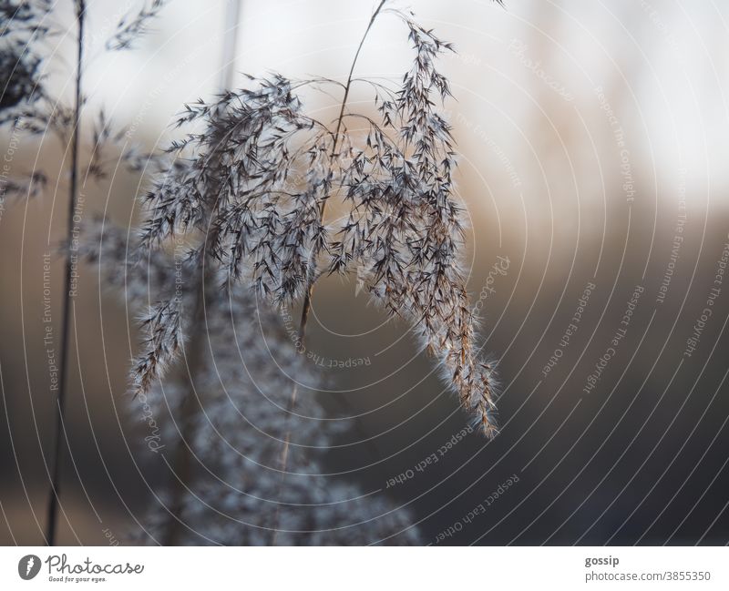 Außenaufnahme Grashalm Pflanzenstengel Stengel Halm Natur Herbst Spreu Herbststimmung Pflanzenfasern Schilf Fasern monochrom Wald Abendstimmung Samen Gegenlicht