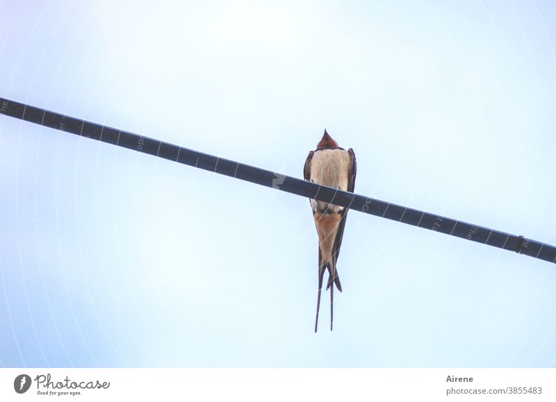 aus der Katzenperspektive Rauchschwalbe Schwalbe Zugvogel Wildtier Vogel Stromleitung sitzen Singvogel Froschperspektive oben klein allein Stange Himmel wachsam