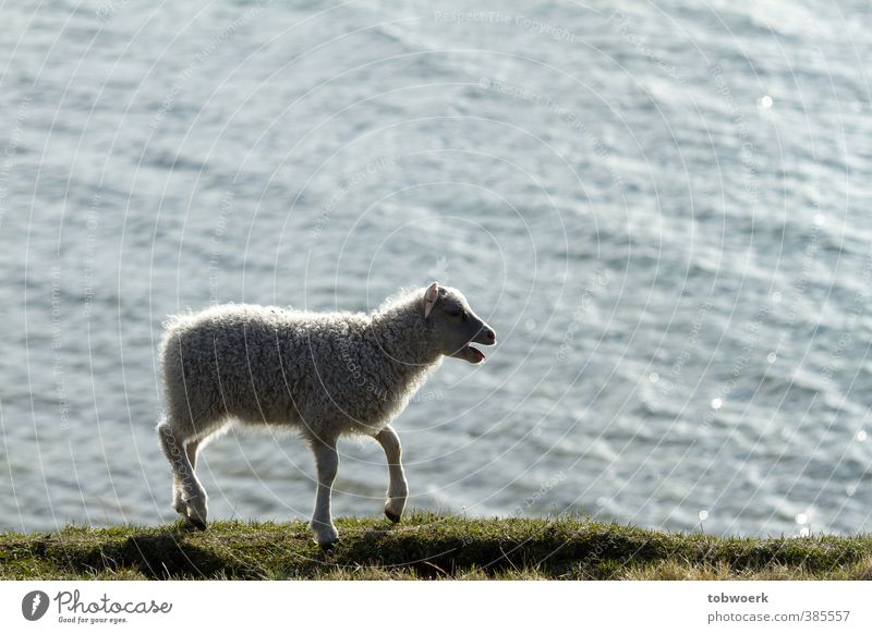 Lamm auf der Suche nach Mutter Natur Wasser Gras See Tier Haustier Nutztier Fell 1 Tierjunges schreien Traurigkeit wandern grün schwarz weiß Gefühle Stimmung