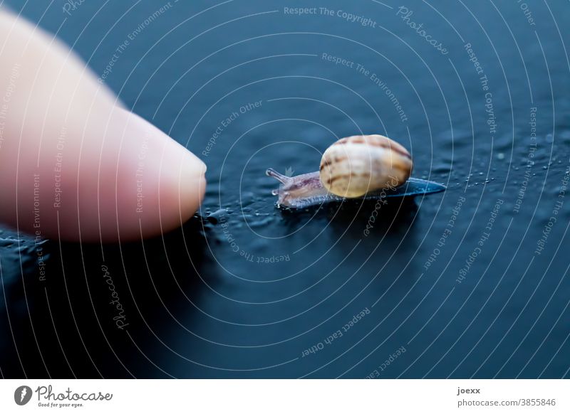 Baby-Schnecke mit Schneckenhaus kriecht auf nasser Oberfläche auf Finger zu, schwache Schärfentiefe Hindernis Weg Weinbergschnecke klein winzig Langsamkeit