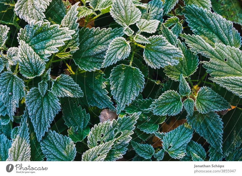 Nesselfrostblätter Nahaufnahme-Textur November Herbsthintergrund Herbstwald Herbstlandschaft Herbstlaub Herbstliche Bäume abschließen kalt Laub Wald Frost grün