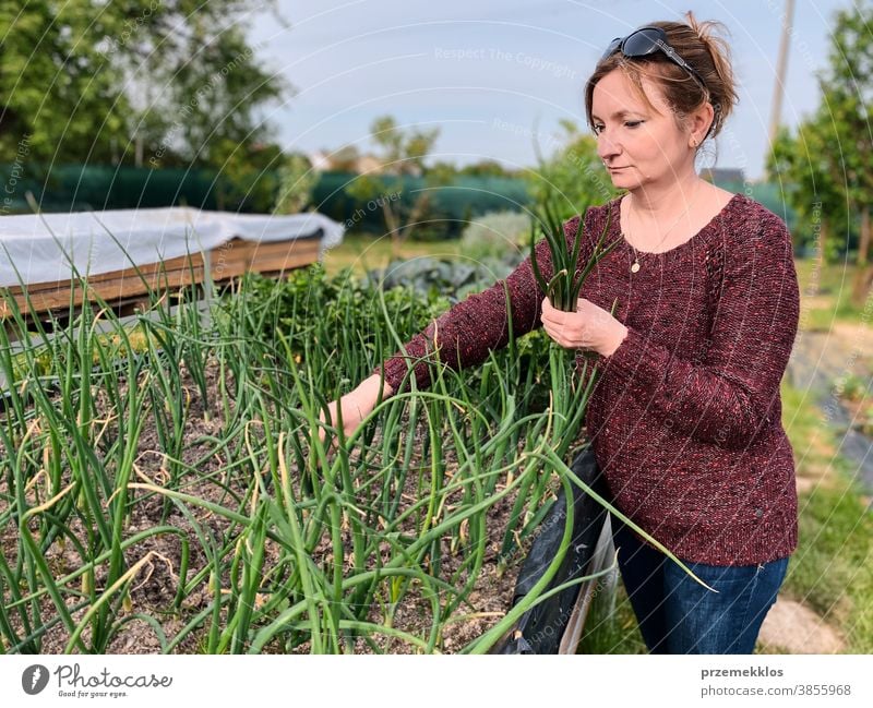 Frau pflückt das Gemüse in einem Garten Aktivität Erwachsener landwirtschaftlich Ackerbau authentisch Hinterhof offen lässig Konzept Land Ernte Tag Tageslicht