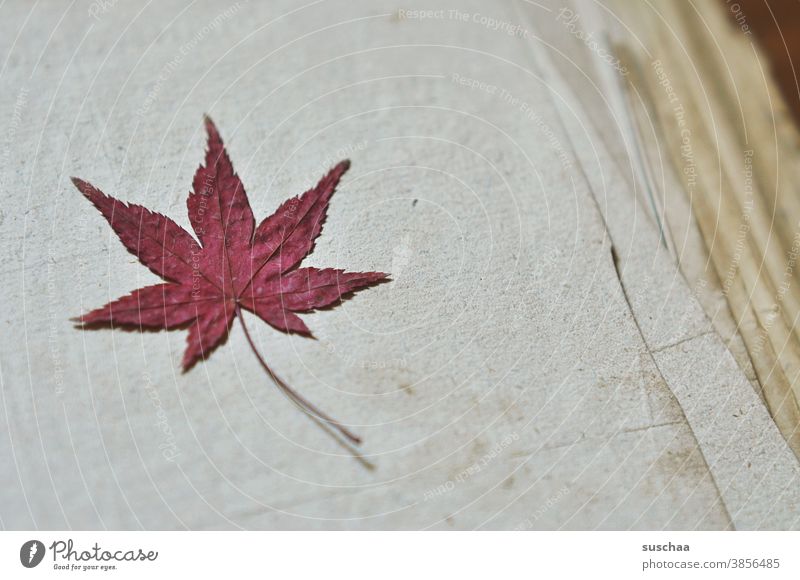 rotes getrocknetes blatt auf altem papier Blatt Herbst Papier Naturtöne vertrocknet Vergänglichkeit Farbfoto welk trocken Recycling nostalgisch melancholisch