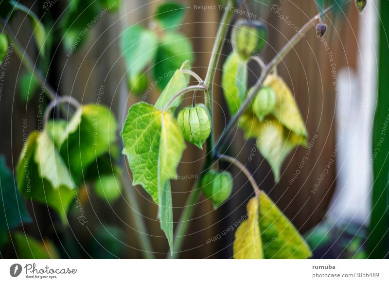 Physalis im Garten Acker Biologische Landwirtschaft dunkelgrün Physalis-Pflanze organisch Essen draußen sein Blätter Ertag frisches Gemüse Frische köstlich