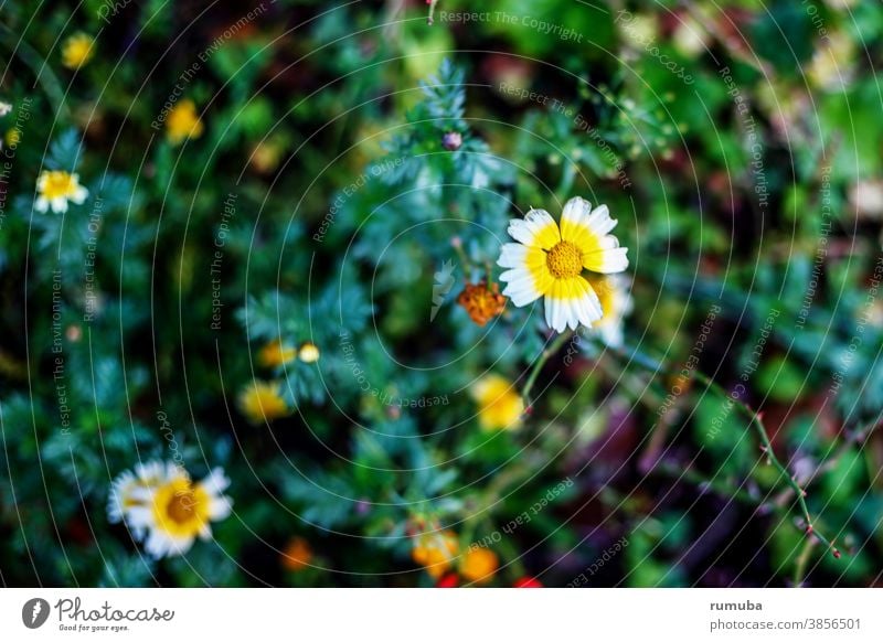 Gelb weiße Blüte Wiesenblume Farbfoto Umwelt Außenaufnahme Gras Blühend Garten grün Pflanze Natur Blume Blumen gelb Margeriten Gestrüpp Pflanzen