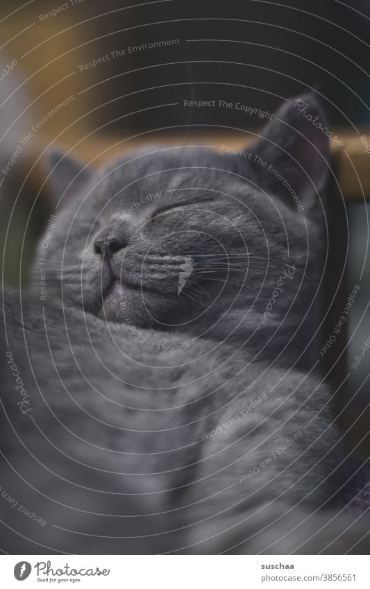 katze schläft Katze Kater Katzenkind Katzenkopf Schnauze Katzengesicht Haustier Tier Tierporträt Hauskatze Tiergesicht Fell Schnurrhaar ausruhen schlafen müde