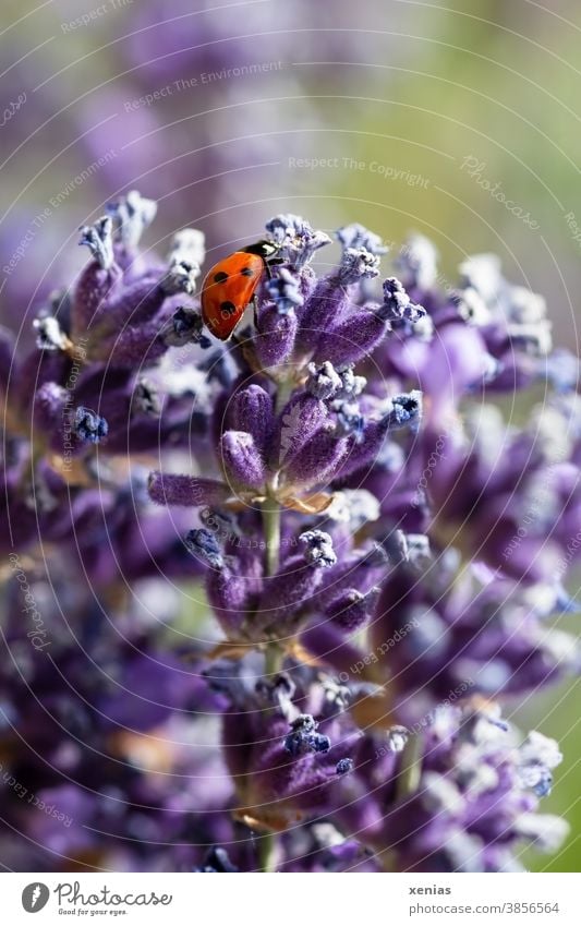 Ein roter Marienkäfer mit drei schwarzen Punkten an der Seite krabbelt über Lavendelblüten Käfer Insekten Tier lila violett Blüte Glück Sommer Frühling krabbeln