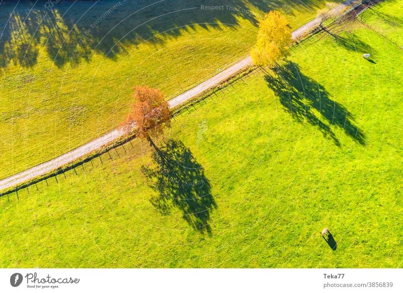 eine sonnige Farmlandschaft von oben Agrarlandschaft Landschaft Kühe Kuh Wiese Tier grün gelb Nutztiere Bauernhof Feld melken Fleisch Nutztiere von oben Baum